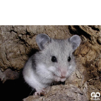 گونه همستر خاکستری Grey Dwarf Hamster